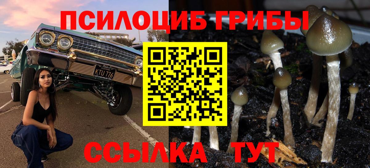Псилоцибиновые грибы Cubensis Заводоуковск
